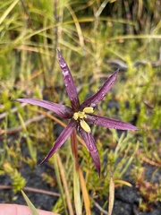 Isophysis tasmanica