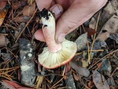Russula rhodocephala