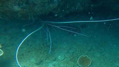 Panulirus versicolor