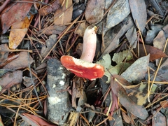 Russula rhodocephala