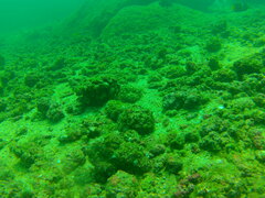 Halichoeres nicholsi
