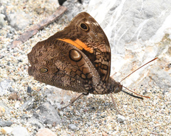 Opsiphanes invirae