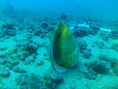 Titanostrombus galeatus