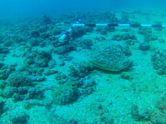 Titanostrombus galeatus