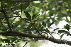 Pericrocotus solaris