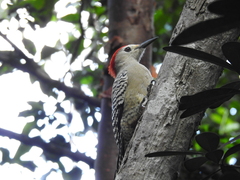 Melanerpes superciliaris