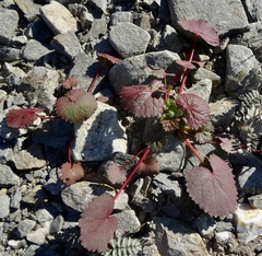 Eremalche rotundifolia