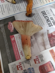 Russula rhodocephala
