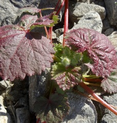 Eremalche rotundifolia