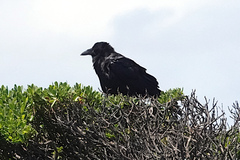 Corvus mellori