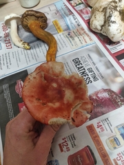 Russula rhodocephala