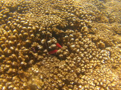 Cirrhitichthys oxycephalus