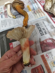 Russula rhodocephala