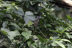 Pericrocotus solaris