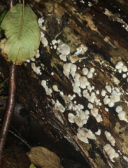 Agaricus bisporus
