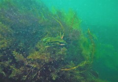 Heteroscarus acroptilus