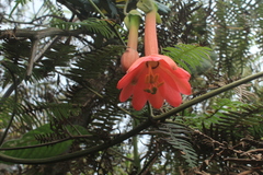Passiflora crispolanata