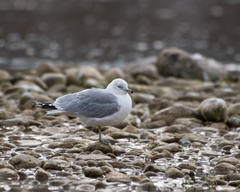 Larus delawarensis
