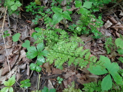 Cystopteris protrusa