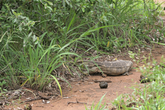 Varanus albigularis albigularis