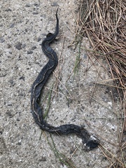 Gloydius ussuriensis