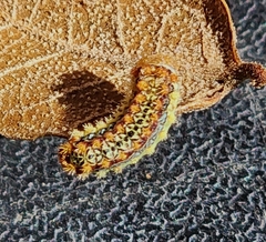 Monoleuca longifascia