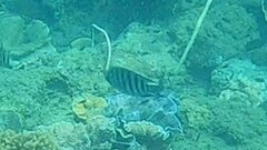 Abudefduf bengalensis