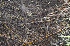 Ammopelmatus