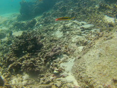 Thalassoma lucasanum
