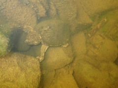 Sternotherus carinatus