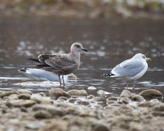 Larus argentatus