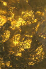 Nostocales