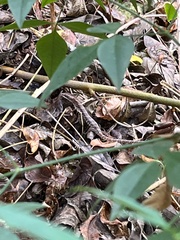 Gerrhonotus infernalis