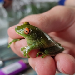 Aplastodiscus leucopygius