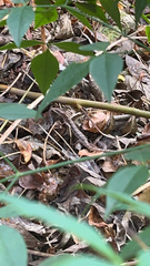 Gerrhonotus infernalis