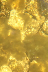 Nostocales