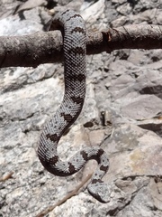 Crotalus lepidus klauberi