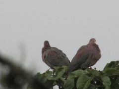 Patagioenas flavirostris