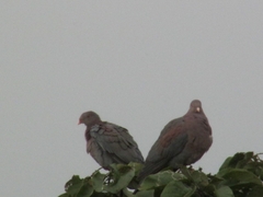 Patagioenas flavirostris