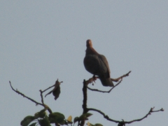 Patagioenas flavirostris