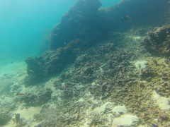 Holacanthus passer