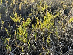 Arthroceras subterminale