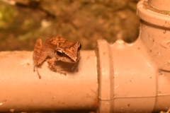 Pristimantis paulodutrai