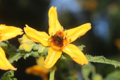 Bombus dahlbomii