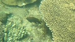 Plectroglyphidodon apicalis