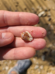 Columbella mercatoria