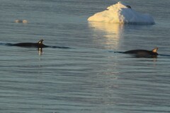 Balaenoptera bonaerensis