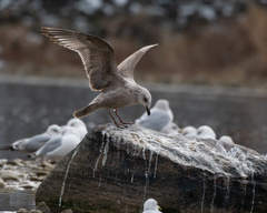 Larus argentatus