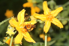 Bombus dahlbomii