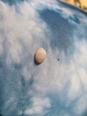 Littorinimorpha